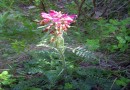 Pedicularis orthantha ©  Pandion Wild Tours